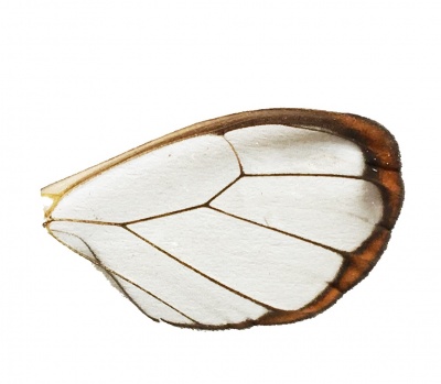 GRETA OTO HIND WING